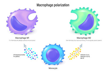 Macrophage polarization. Macrophage M1 and M2. Process of macrophages change their function and form in response to signals from their environment.