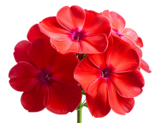 Single Red Phlox Flower, Side View, Isolated PNG