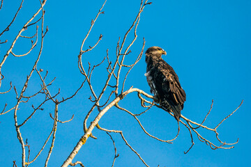 Birds in Oak Island Wildlife Refuge, Sauvie Island, Oregon
