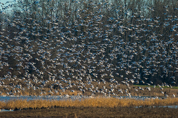 Birds in Oak Island Wildlife Refuge, Sauvie Island, Oregon
