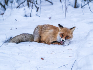 Obraz premium European Red Fox (Vulpes vulpes) in winter forest