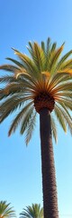 Majestic phoenix palm tree against a clear blue sky,  sunlight, palm tree