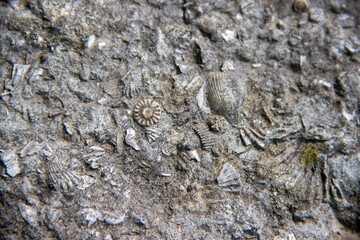 Fossilized shells embedded in textured rock surface, showcasing intricate patterns and natural history, highlighting geological formations and ancient marine life