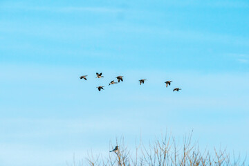 Birds in Oak Island Wildlife Refuge, Sauvie Island, Oregon