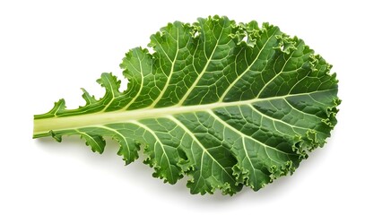 A fresh green kale leaf isolated on a white background, highlighting its texture