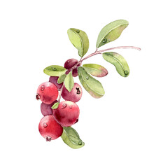 Watercolor illustration of fresh lingonberry branch with drops isolated on white. Healthy food berries hand drawn for packaging. Botanical art for forest fruit, berry, and nature design.