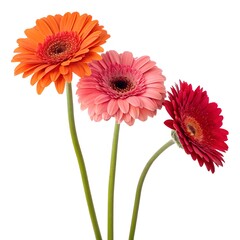 Luxurious Close-up of Layered Pink and Lavender Dahlia Petals in Bloom