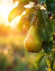 Close-up of pear on branch, dappled sunlight, green leaves, bokeh background