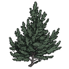 Vector pine tree 