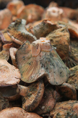 Mushrooms gathered from the forest for cooking