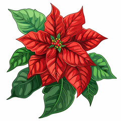 red poinsettia flower on white 