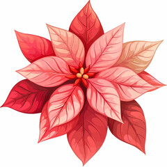 red poinsettia flower isolated 
