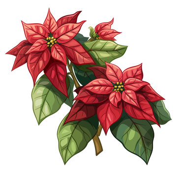 red poinsettia flower