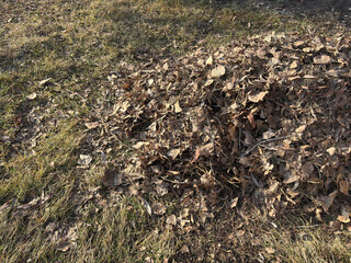 Pile of dry brown fallen autumn leaves and green grass on the ground