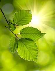 Close-up of vibrant green leaves with sunlight beaming through them