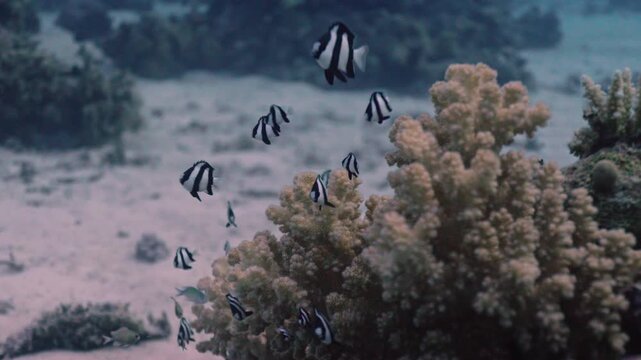 Coral structure rising from a light, sandy seabed. A congregation of small, black and white striped fish, Humbug Damselfish (Dascyllus aruanus), swims around the coral, using it for shelter.