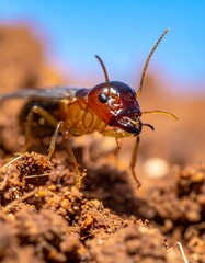 Close-up view of insect with reddish-brown head on ground, blue sky background