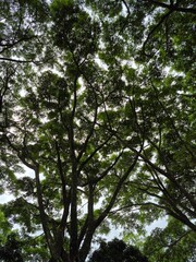 a large tree with many green leaves