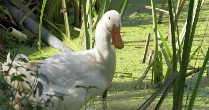 A serene moment capturing ducks gracefully swimming in a lush marshland.