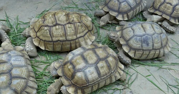 A serene scene showcasing a group of tortoises amidst vibrant greenery.