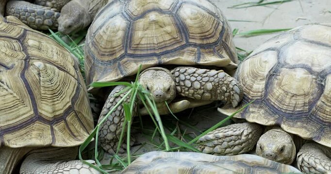 Explore serene moment of tortoises peacefully grazing in their natural habitat.