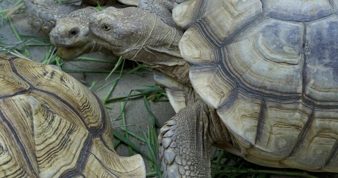 Two tortoises interact in a serene natural habitat showcasing unique wildlife behavior.