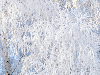 Tree branches in winter covered with snow and frost in snowfall. Frozen tree branches.