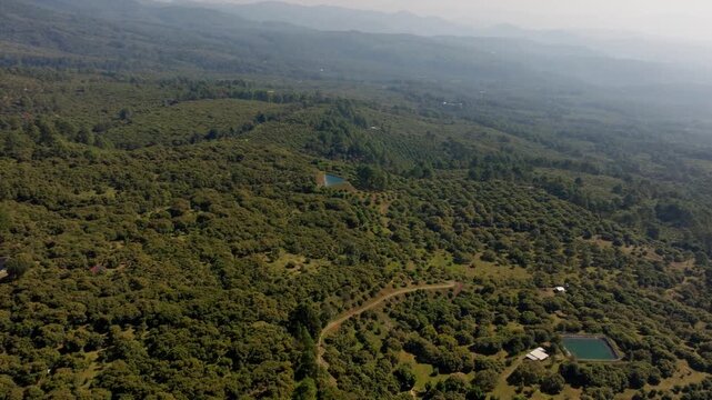 DRONE: (NOON) AERIAL PANNING SHOT OF THE AVOCADO LANDSCAPE AT MICHOAC&Aacute;N, IN MEXICO.