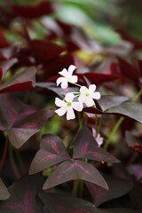 False shamrock houseplants (Oxalis triangularis)
