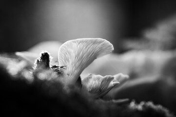 Black and White Nature