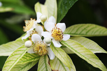 Chinese guger or Needlewood Tree (Schima wallichii) in full bloom