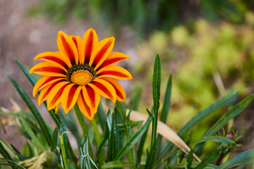 Daisy-like flower with bright colored stripes of yellow, orange, red which is blooming on a sunny day in southern California USA