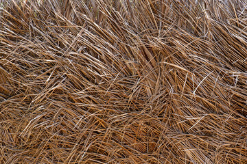 Dry palm leaf wall texture