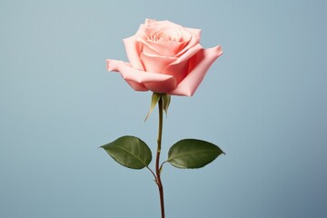 Rose flower petal plant inflorescence.