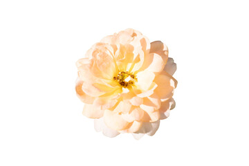 white rose isolated on white