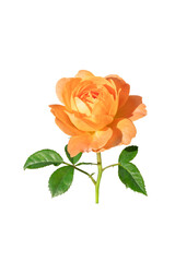 orange rose isolated on white background