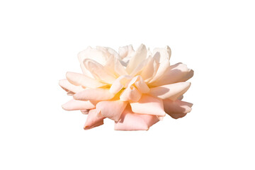 rose flower isolated