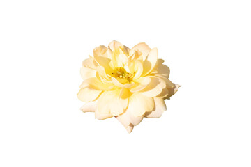 white rose flower isolated on white background