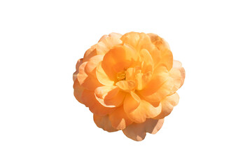 orange rose flower isolated on white