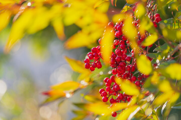 日差しを受けて輝くナンテンの赤い実