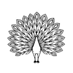 Detailed black line art illustration of a peacock with fully fanned feathers. Elegant and ornamental style perfect for decorative or design applications.
