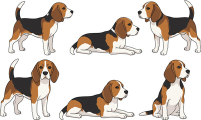 Six beagle dogs in various poses standing sitting and lying down animal canine © Arafat