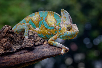 A veiled chameleon is standing on a tree with trees in the background