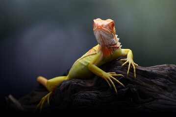 An albino iguana cub is standing on a tree with a black background