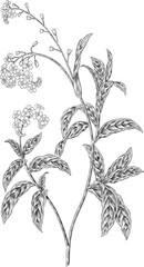Forget me not flower illustration