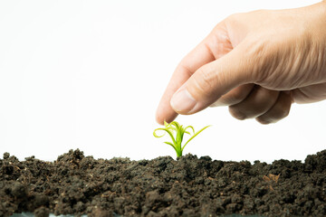 web banner business and finance investment and saving activity with small tree on gold coin arrange on soil and white isolated background