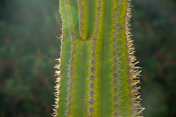close up of cactus