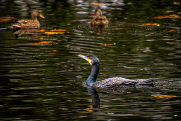 Der See flüstert Geheimnisse, und mitten im Flüstern gleitet er: ein Kormoran, glatt wie ein...