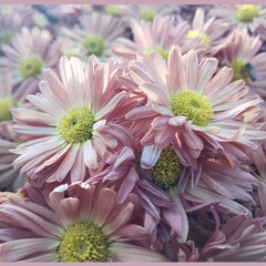 Fresh and charming flower with sun .