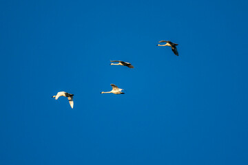Birds in Oak Island Wildlife Refuge, Sauvie Island, Oregon